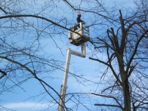 Baumfällarbeiten mit einem Hubsteiger